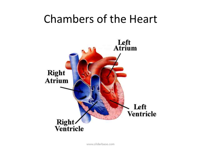 Chambers of the heart crossword