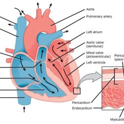 Chambers of the heart crossword