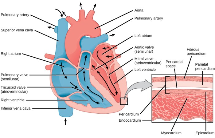 Chambers of the heart crossword