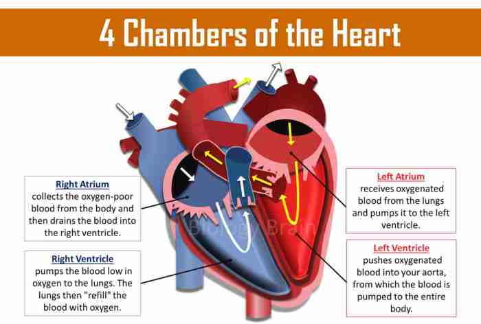 Chambers of the heart crossword