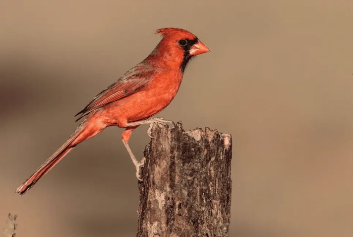 Texas birds with red head