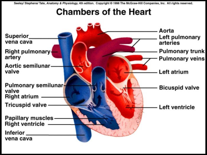 Chambers of the heart crossword