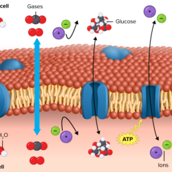 Osmosis permeable transport membrane substances selectively experiment concentration passage membranes describe question occur semipermeable molecules movement impermeable cellophane labeled vedantu