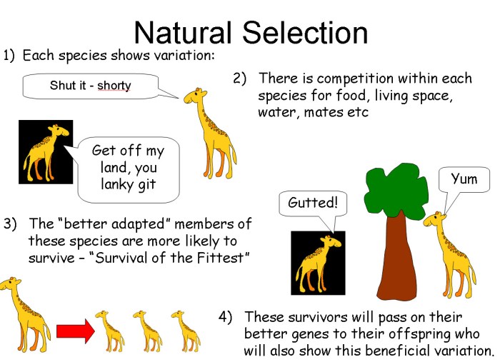 Natural selection - crash course biology #14 worksheet answers