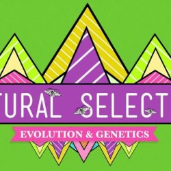 Natural selection - crash course biology #14 worksheet answers