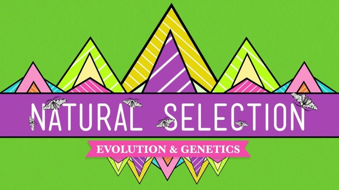 Natural selection - crash course biology #14 worksheet answers