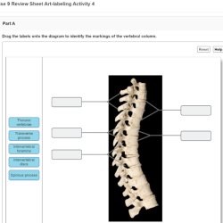 Exercise sheet labeling activity review identify drag onto labels diagram solved part tissues transcribed problem text been show has